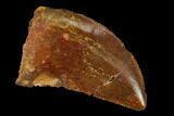 Bargain, Juvenile Carcharodontosaurus Tooth - Morocco #140677-1